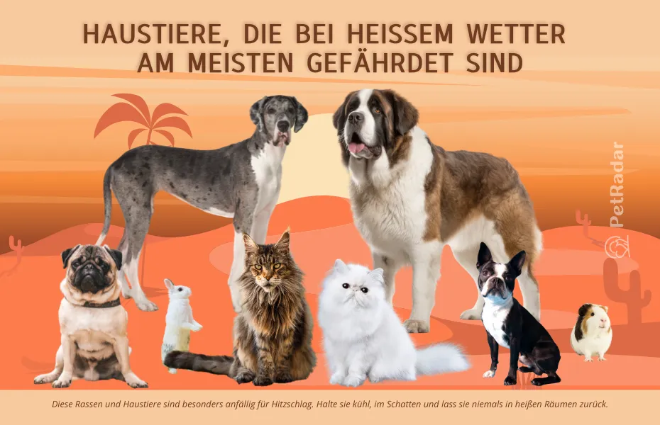 Bild mit dem Titel „Haustiere, die bei heißem Wetter am meisten gefährdet sind“, das gefährdete Haustierrassen wie Möpse, Bernhardiner, Perserkatzen und andere zeigt
