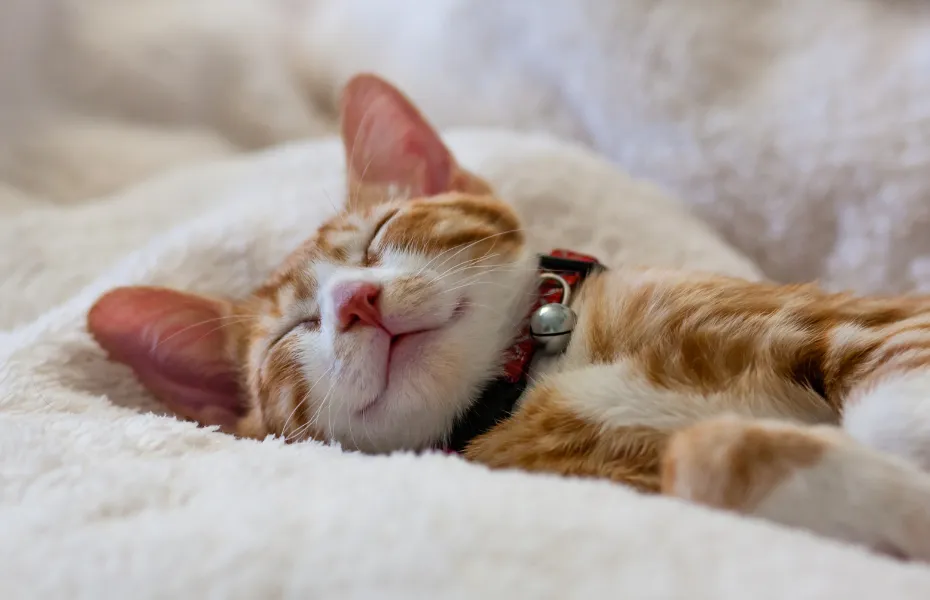 とても居心地の良いベッドで眠る愛らしいオレンジ色の三毛猫