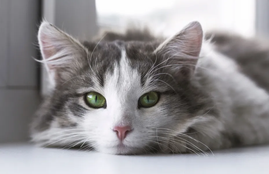 Gato gris y blanco de pelo largo con ojos verdes tumbado cerca de una ventana, demostrando la tranquila observación felina