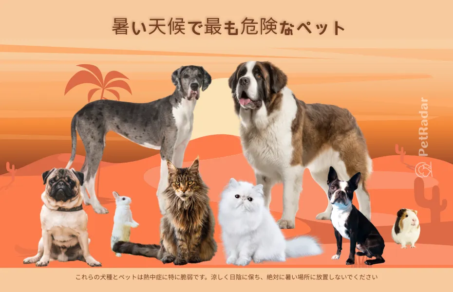 画像タイトル:暑い季節に最も危険なペット、パグ、セントバーナード、ペルシャ猫など脆弱なペットの品種を示す画像