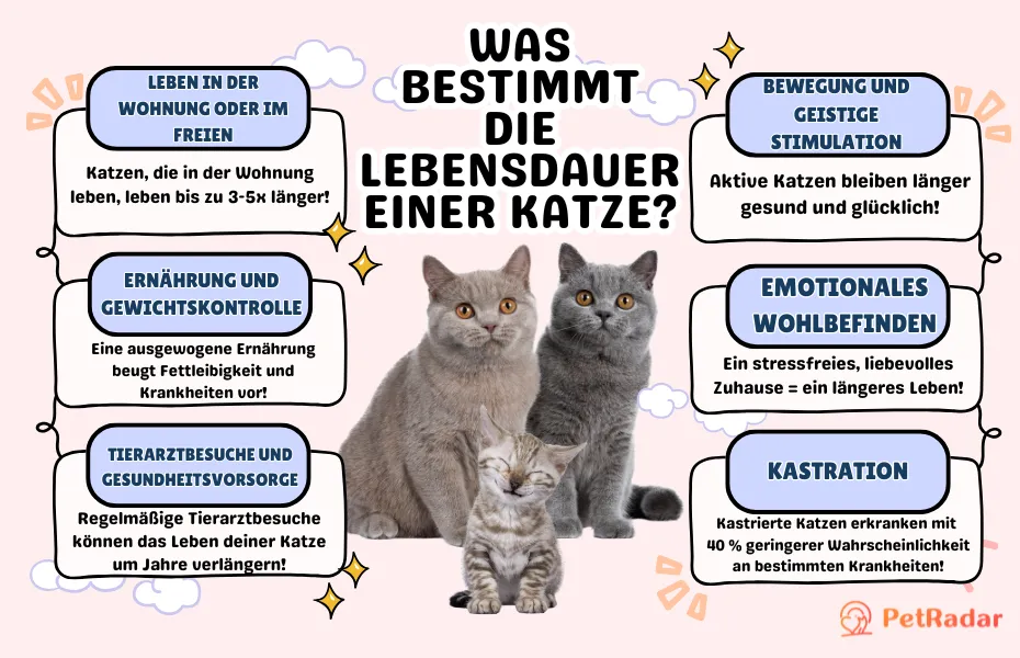 Liste mit Faktoren, die die Lebensdauer einer Katze bestimmen