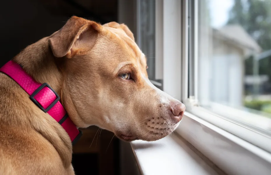 Perro triste mirando por la ventana