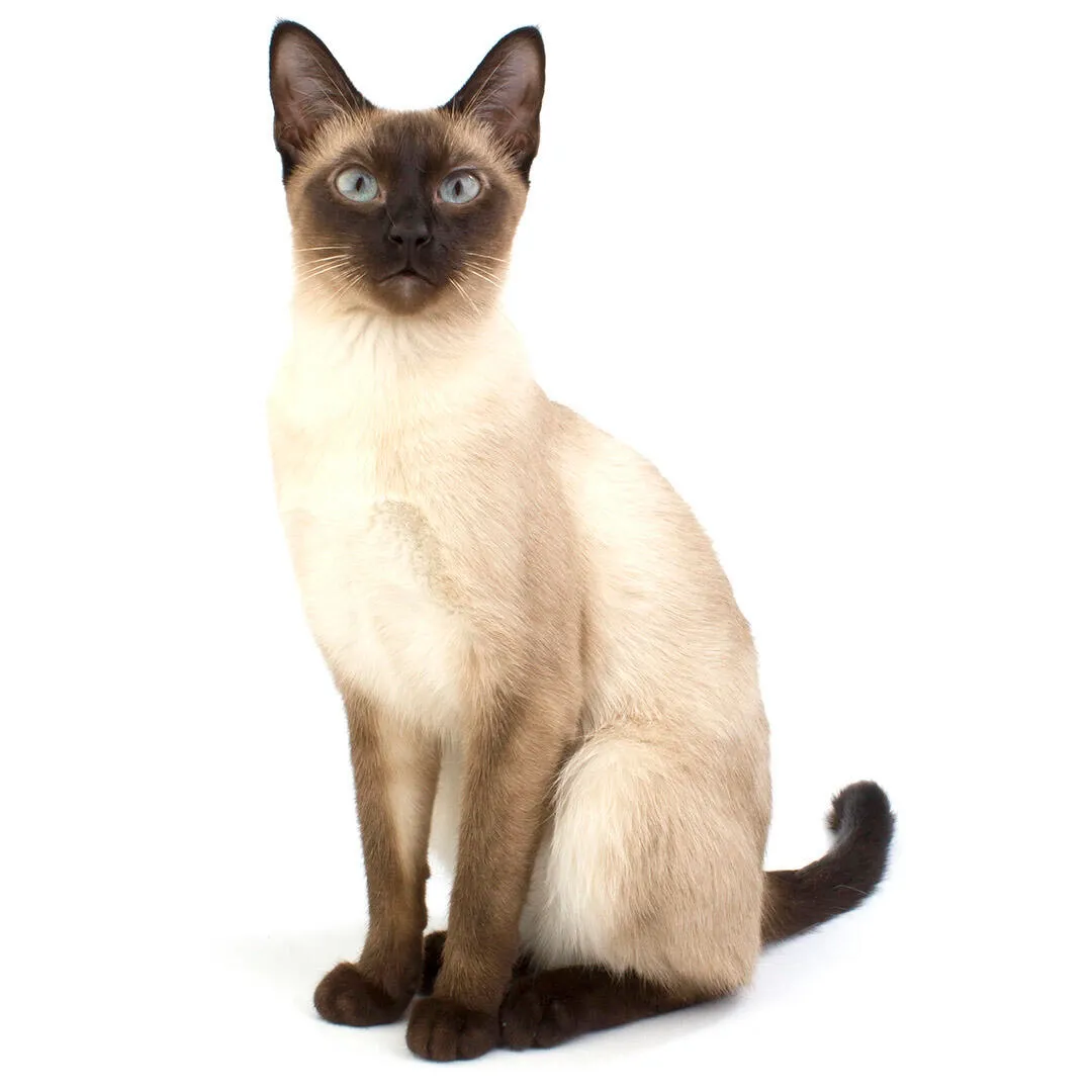 Eine Siamkatze