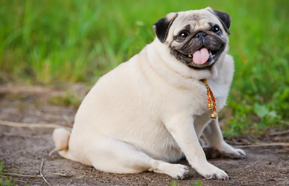 Pug sonriente con sobrepeso sentado en la hierba al aire libre, con la lengua fuera y un collar decorativo