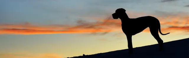 Afrontar la pérdida de una mascota: Cuando la búsqueda termina en despedida