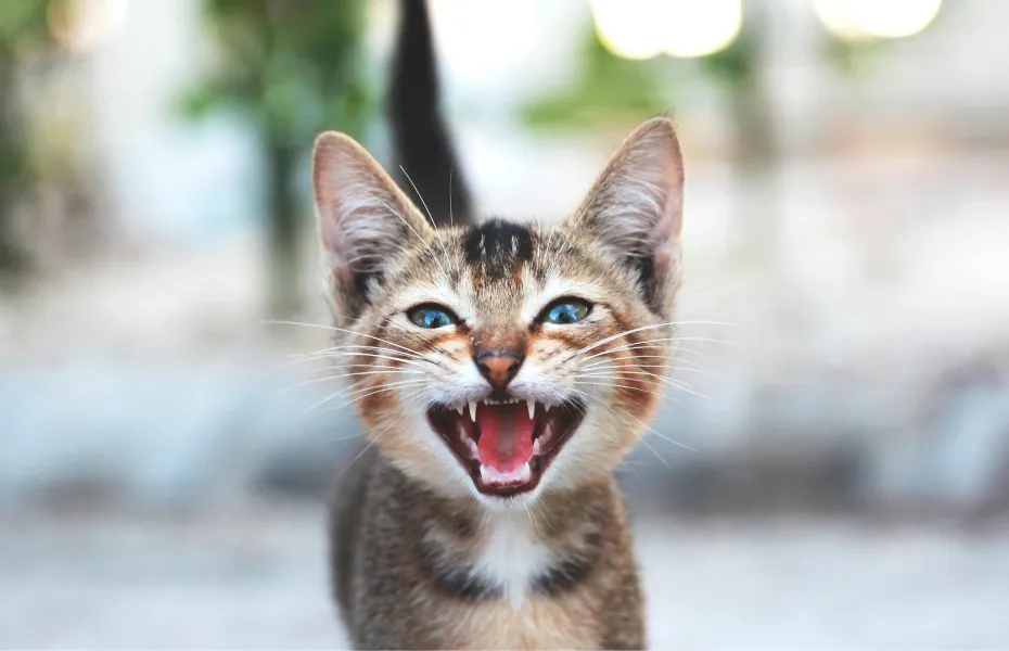 Close-up of a tiny tabby kitten mid-meow outside, symbolizing a call for attention.