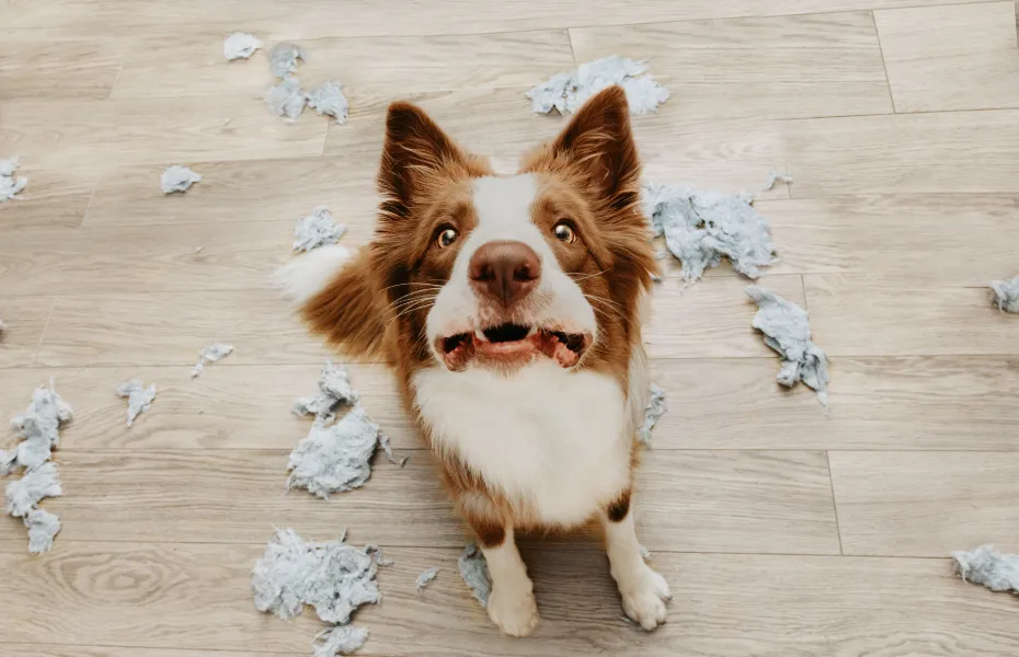 Ansiedad por separación en perros frente a aburrimiento