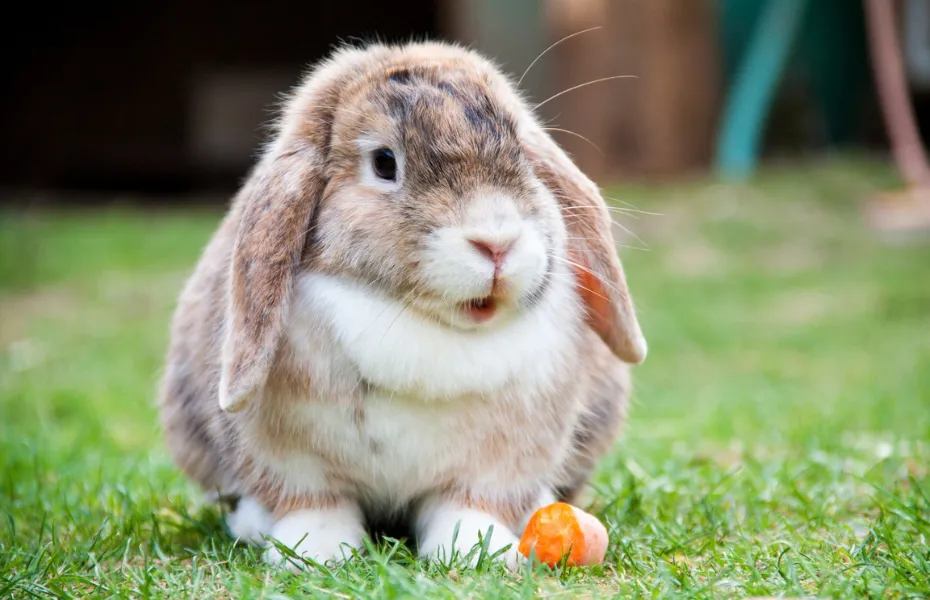 Un conejo marrón y blanco de orejas caídas sentado en la hierba con un trozo de zanahoria, destacando la dieta natural y el tiempo de juego al aire libre