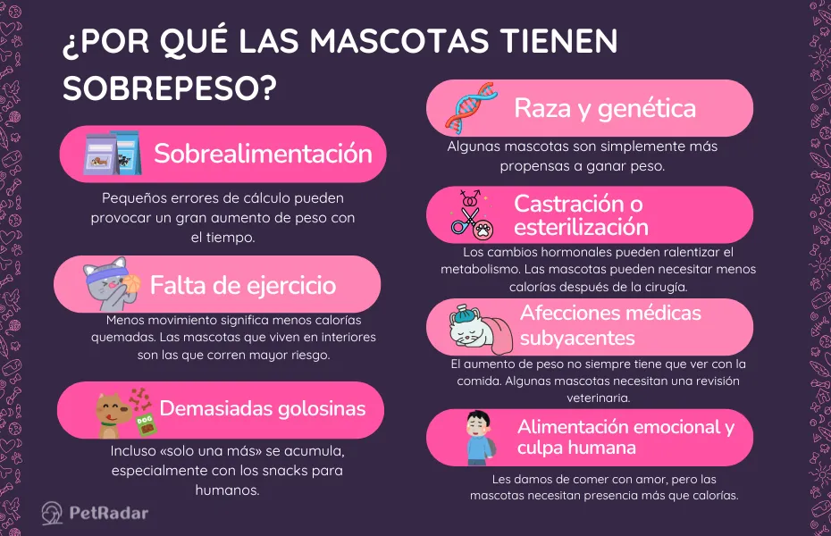Infografía que explica las principales razones por las que las mascotas tienen sobrepeso, incluyendo la sobrealimentación, la falta de ejercicio y la alimentación emocional, con iconos coloridos e ilustraciones divertidas