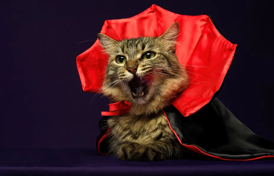 Gato atigrado peludo vestido de vampiro con una dramática capa roja y negra, en medio de una lamida, con el aspecto del feroz Conde Meowcula de Transilvania
