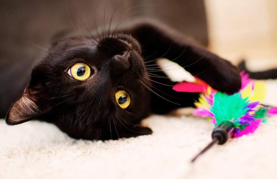 Verspielte schwarze Katze liegt auf dem Rücken mit leuchtend gelben Augen und einem bunten Federspielzeug zwischen den Pfoten