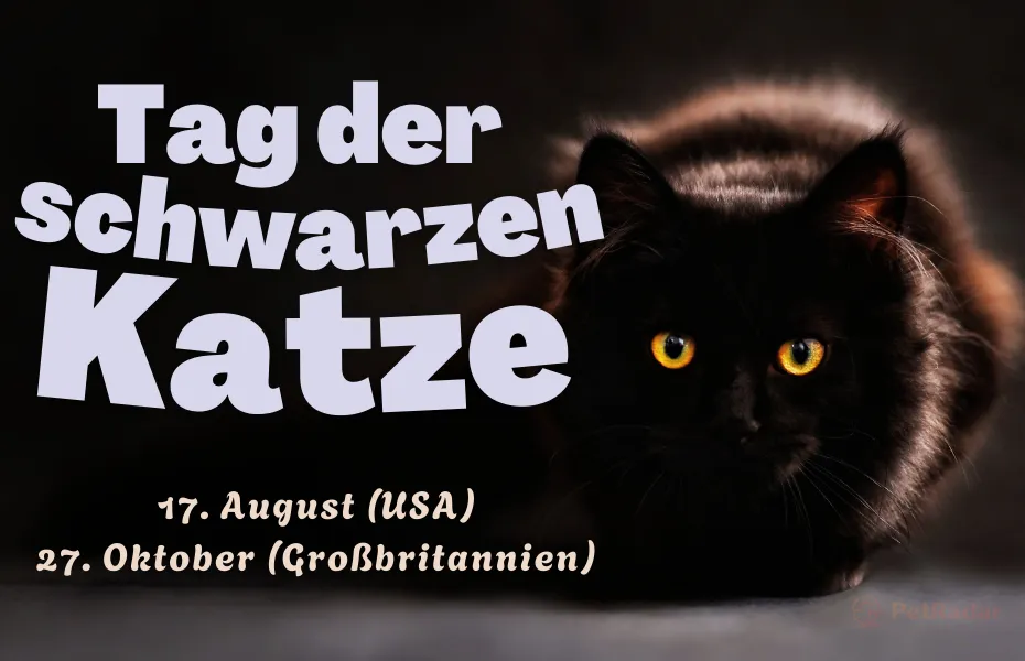 Grafik zum Tag der schwarzen Katze mit fettgedrucktem orangefarbenem Text und einer flauschigen schwarzen Katze mit gelben Augen, die auf Adoptionsaktionen in den USA und Großbritannien aufmerksam macht