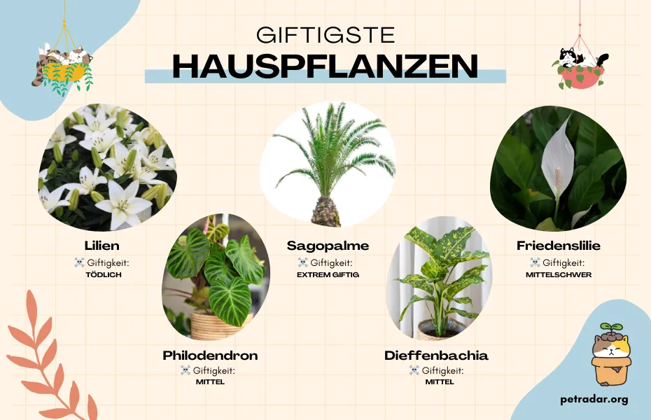 GIFTIGSTE HAUSPFLANZEN FÜR KATZEN