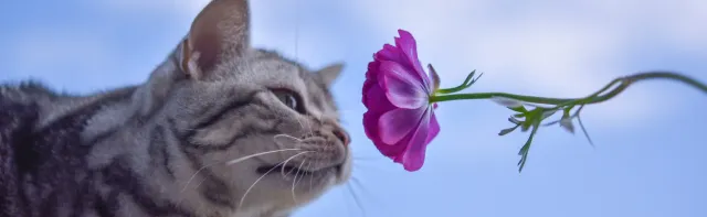 Las plantas más tóxicas para los gatos